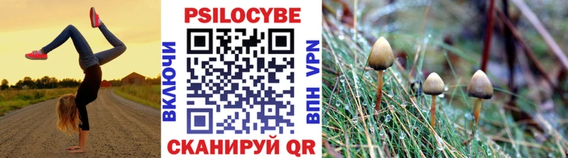 закладки  Избербаш  Псилоцибиновые грибы Cubensis 